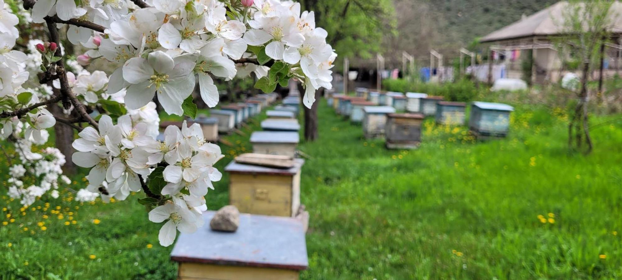 מלון Pia Bee House מראה חיצוני תמונה