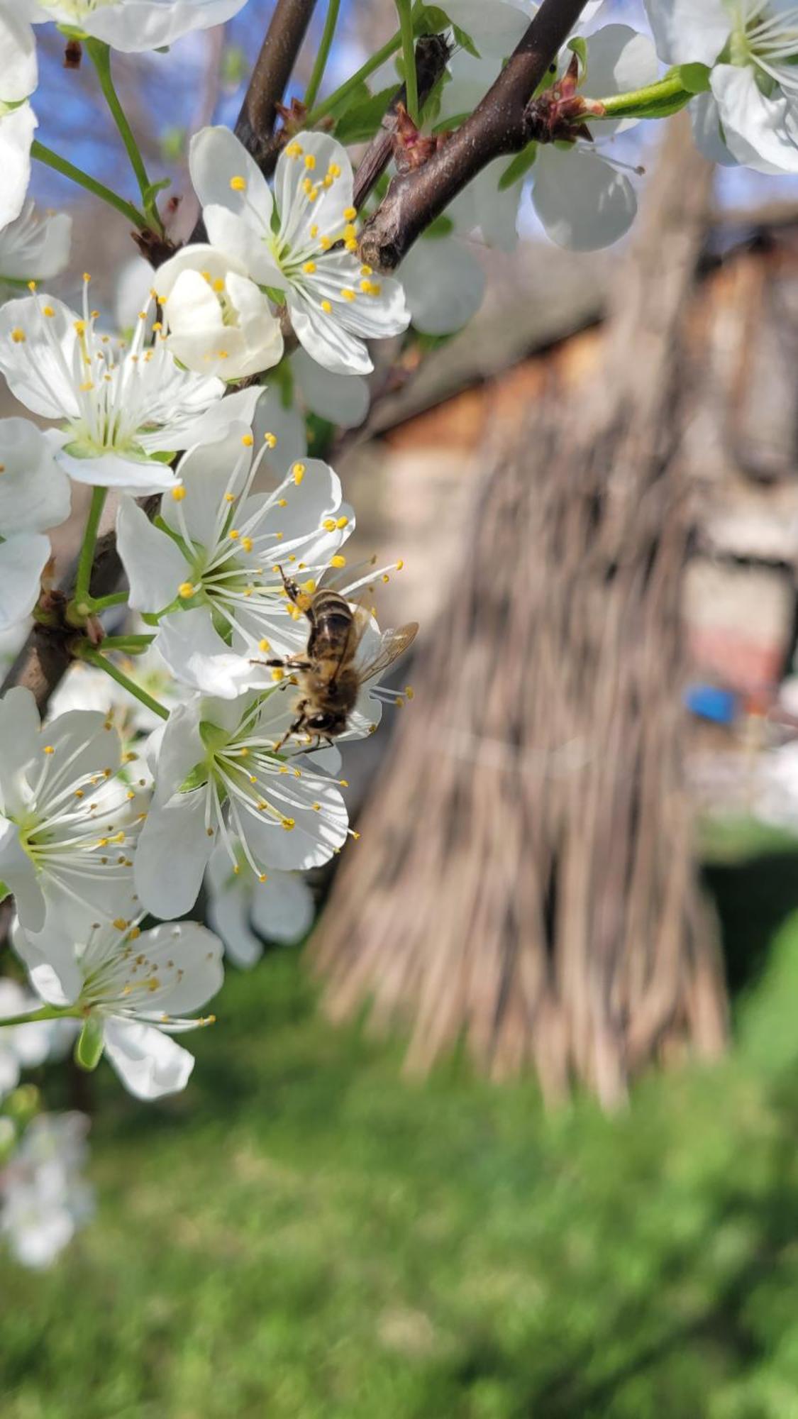 מלון Pia Bee House מראה חיצוני תמונה
